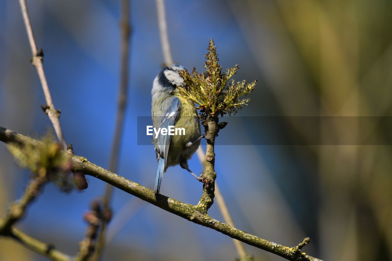 Low angle view of blue tit on branch