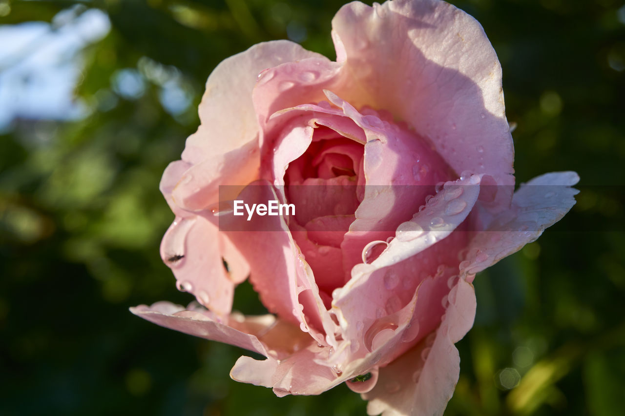 CLOSE-UP OF WET PINK ROSE