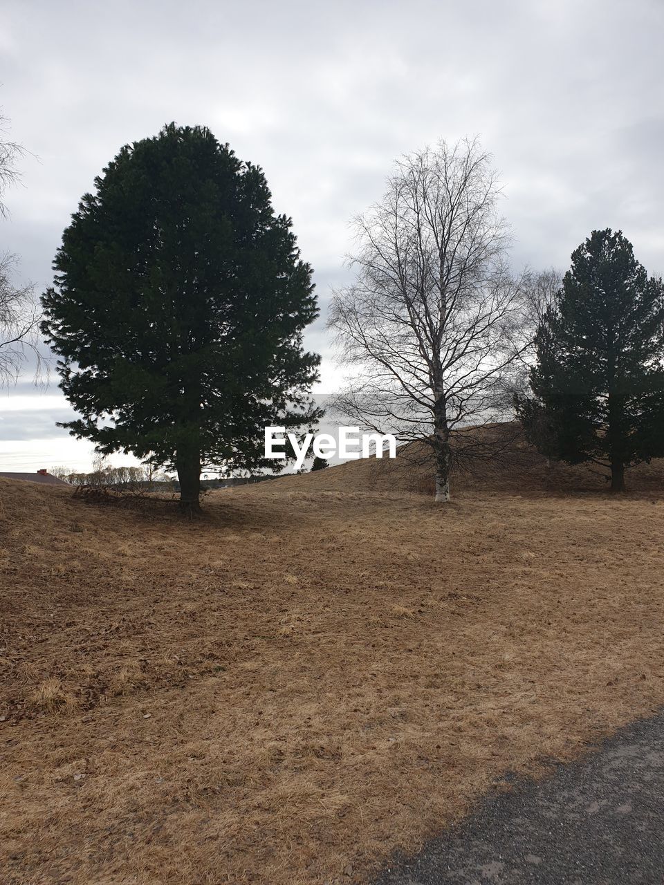 VIEW OF BARE TREES ON FIELD AGAINST SKY