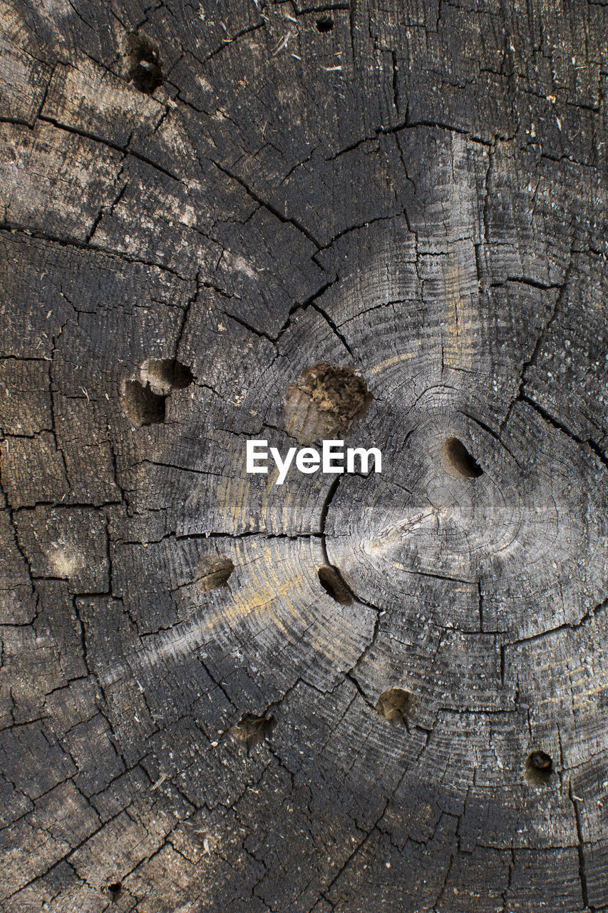 FULL FRAME SHOT OF CRACKED TREE STUMP