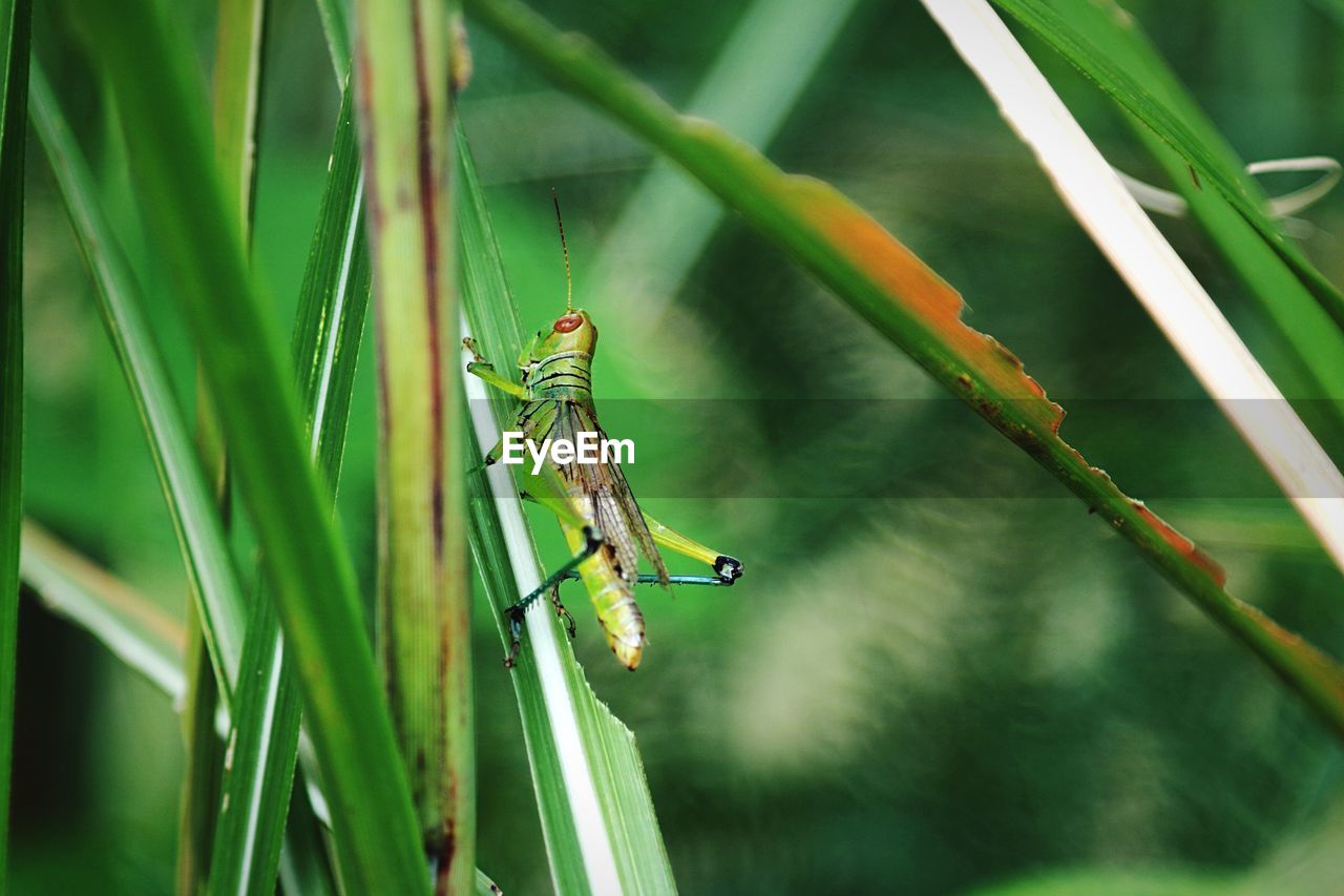 Close-up of grasshopper on leaf