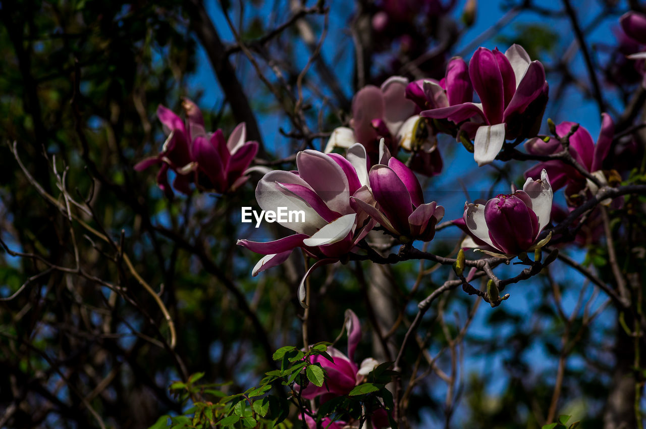 Close-up of pink flowering plants