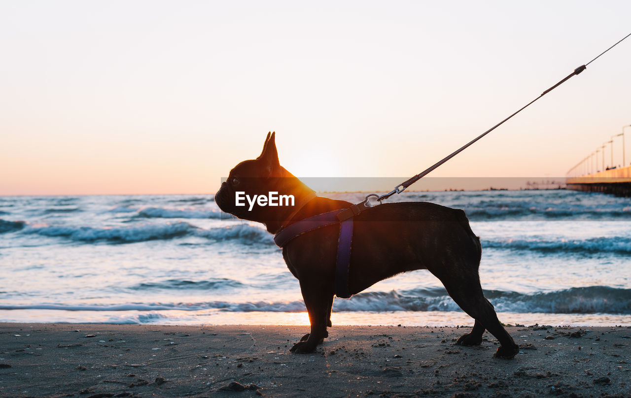 French bulldog walking on the beach at sunrise