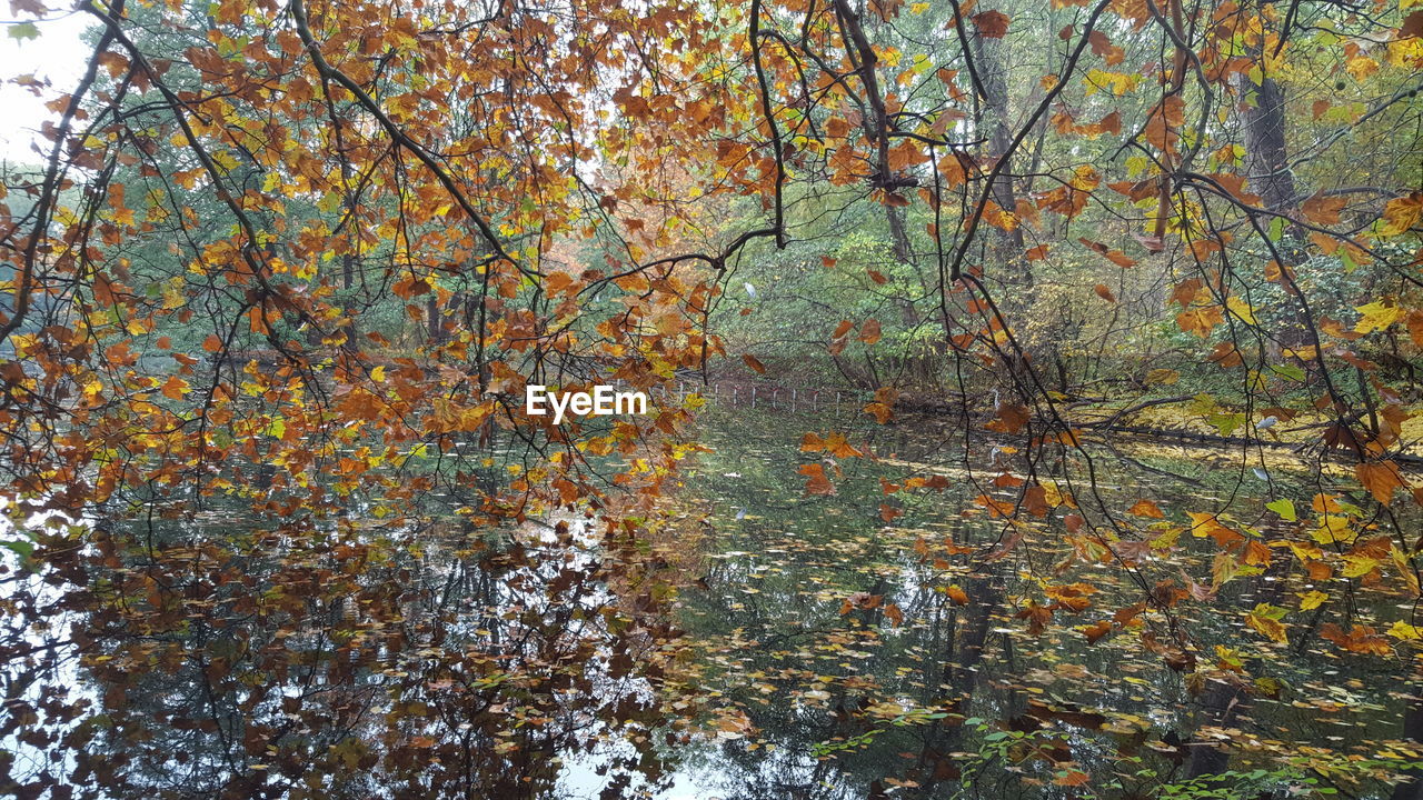 TREES AND PLANTS IN FOREST DURING AUTUMN