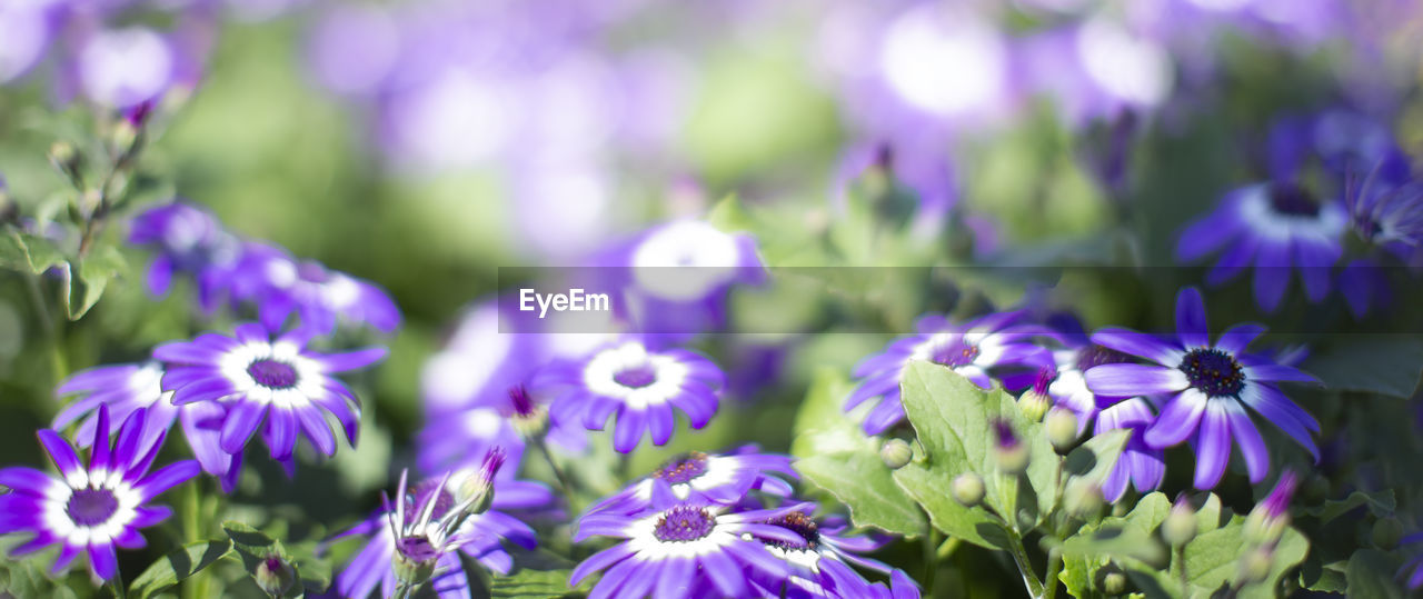 CLOSE-UP OF PURPLE FLOWERING PLANT