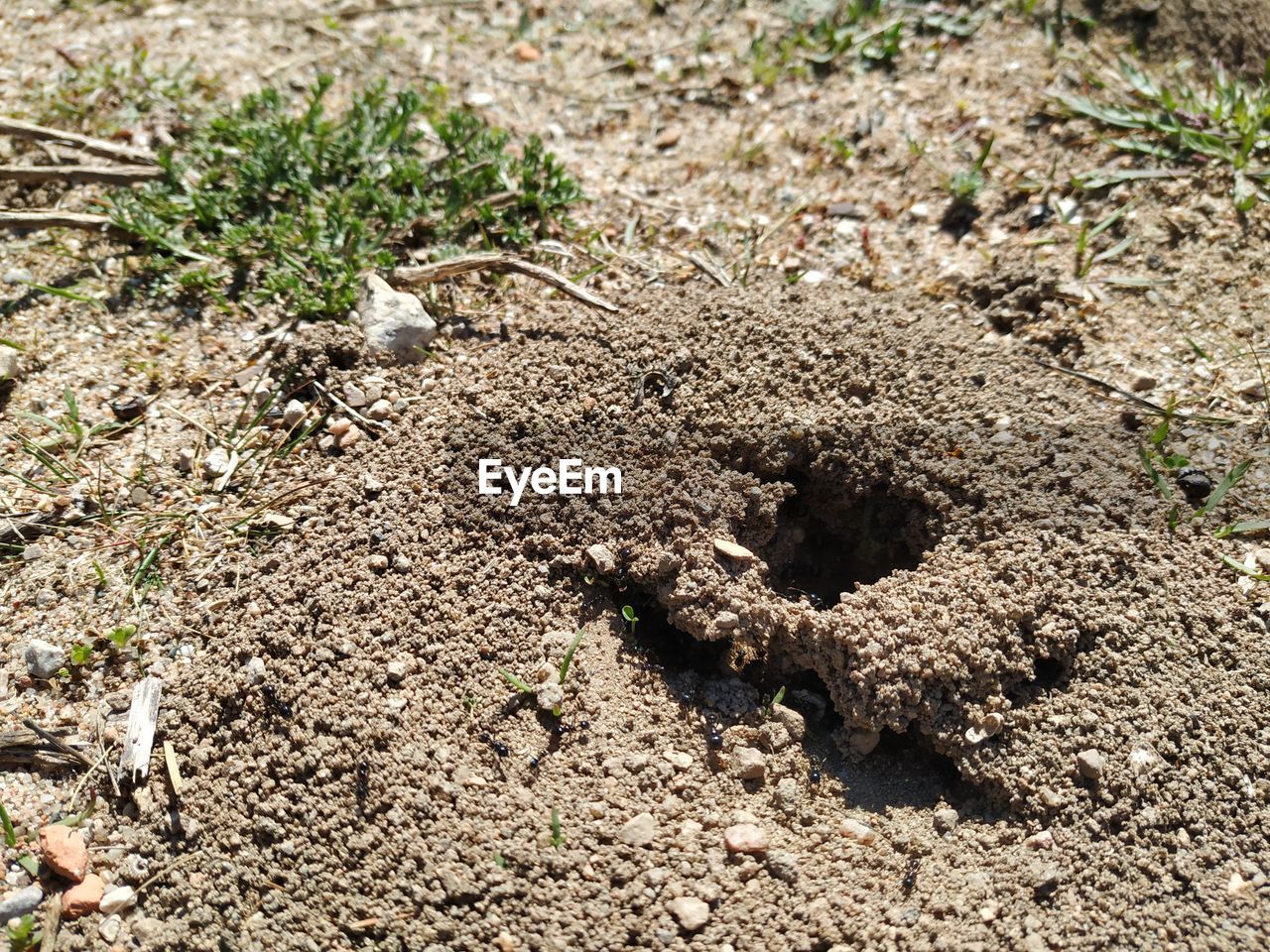 HIGH ANGLE VIEW OF INSECT ON LAND