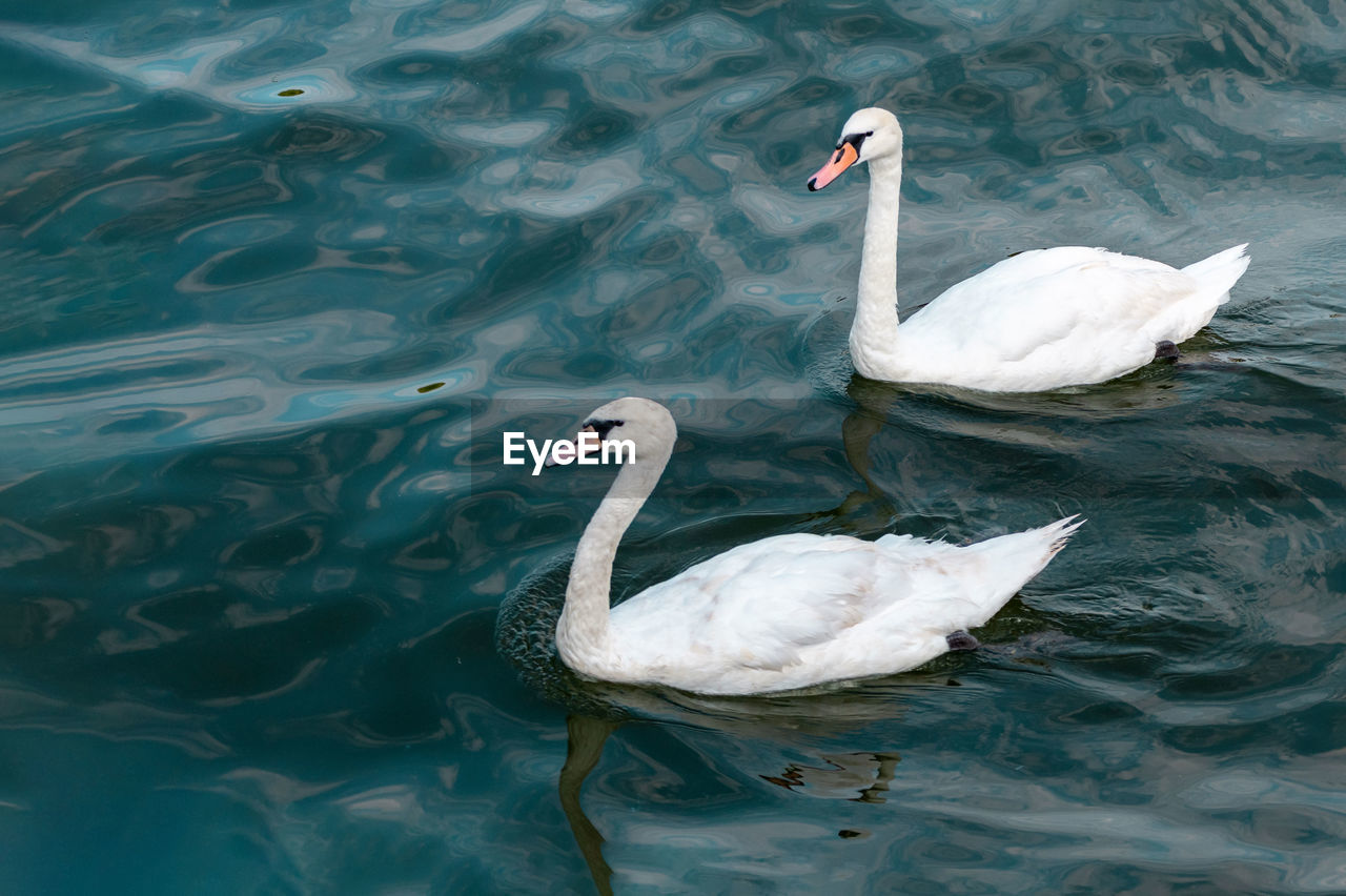 SWAN SWIMMING IN A LAKE