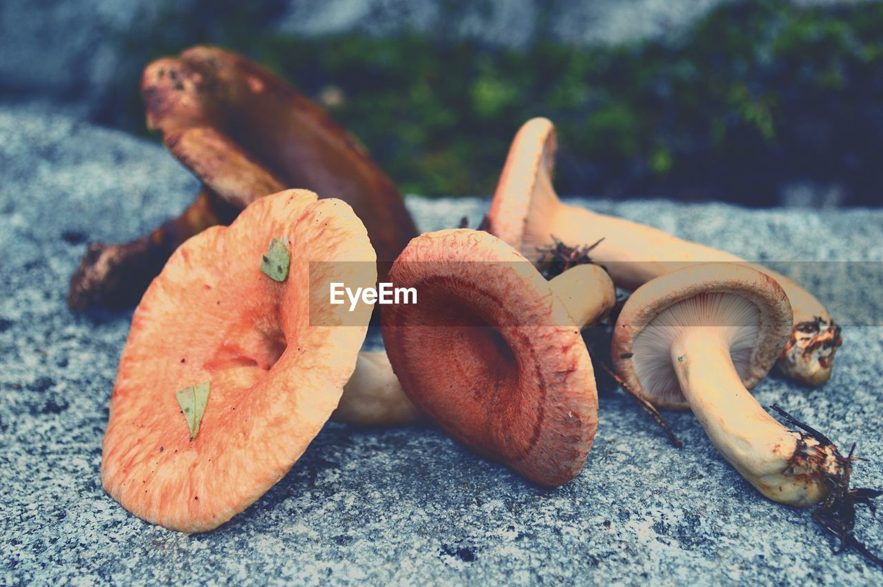 Close-up of mushrooms growing outdoors