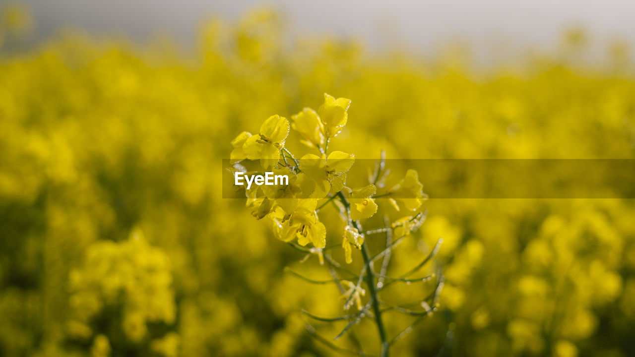 Rapsfeld - close-up of yellow flowering plants on field