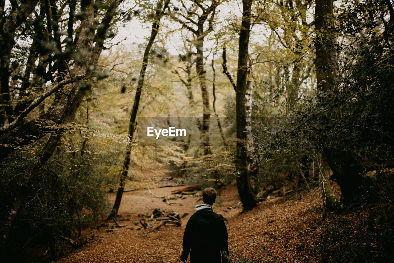 Rear view of man walking in forest