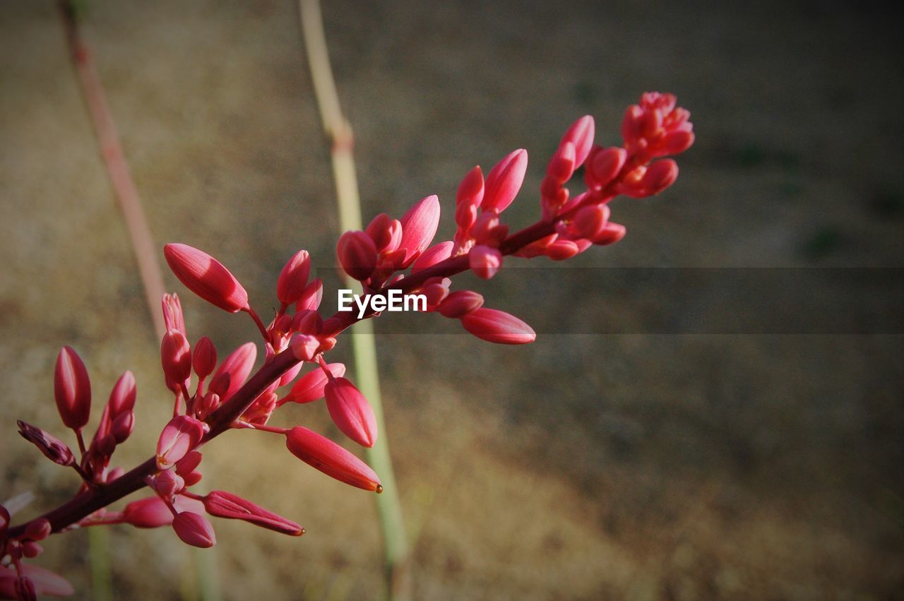 Close-up of red flowers growing outdoors