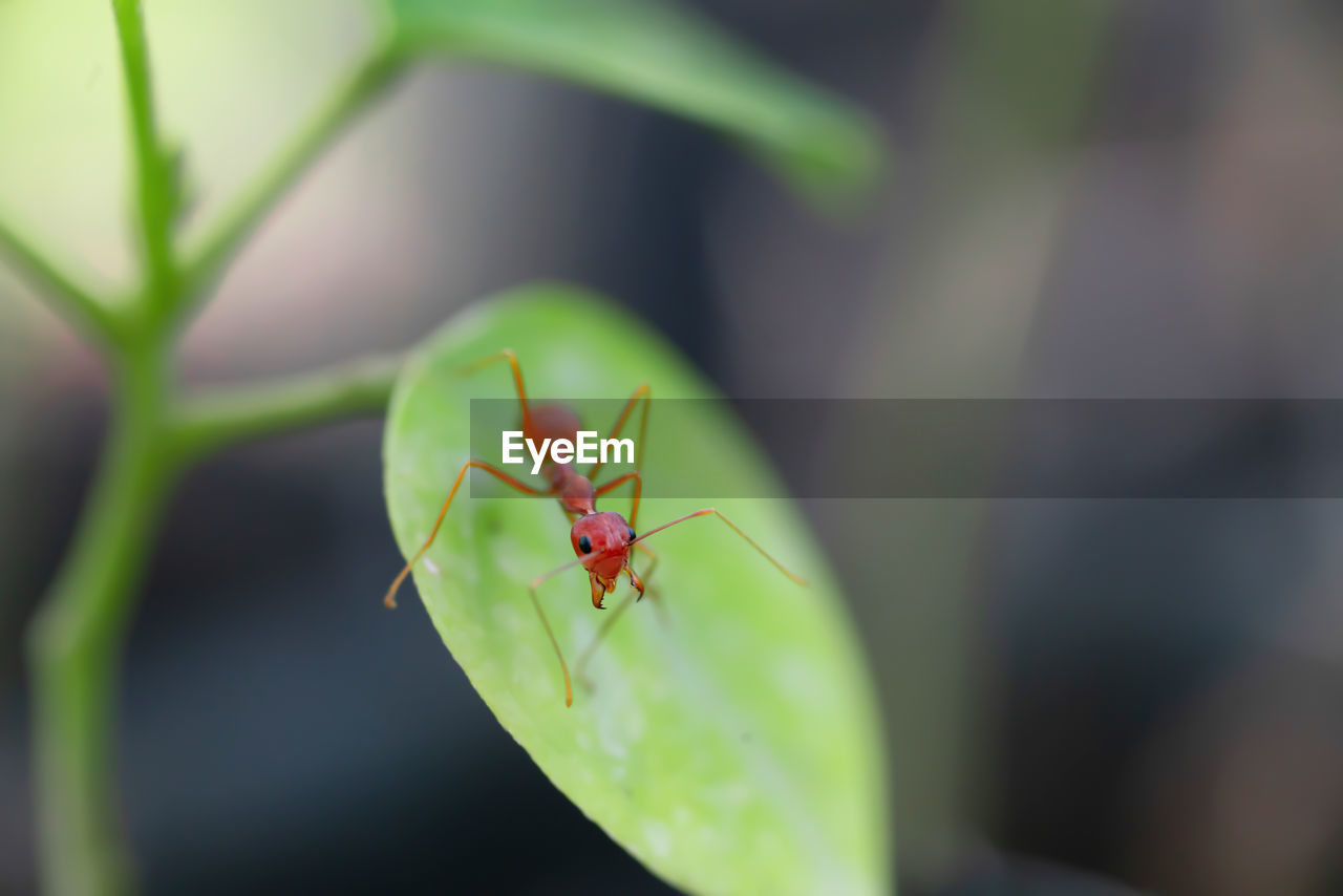 Close-up of ant on leaf