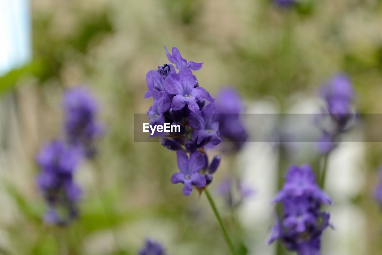 Close-up of purple flowers