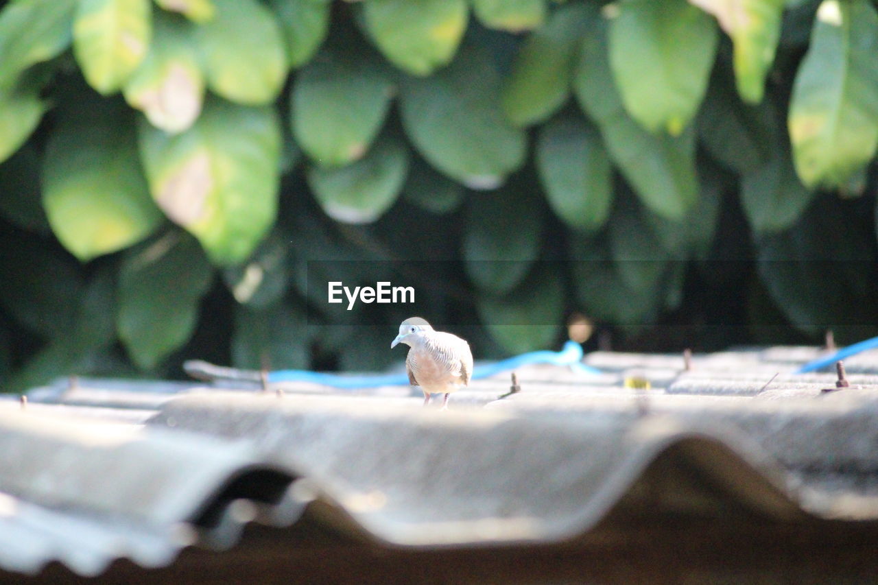 CLOSE-UP OF BIRD PERCHING ON A LEAF