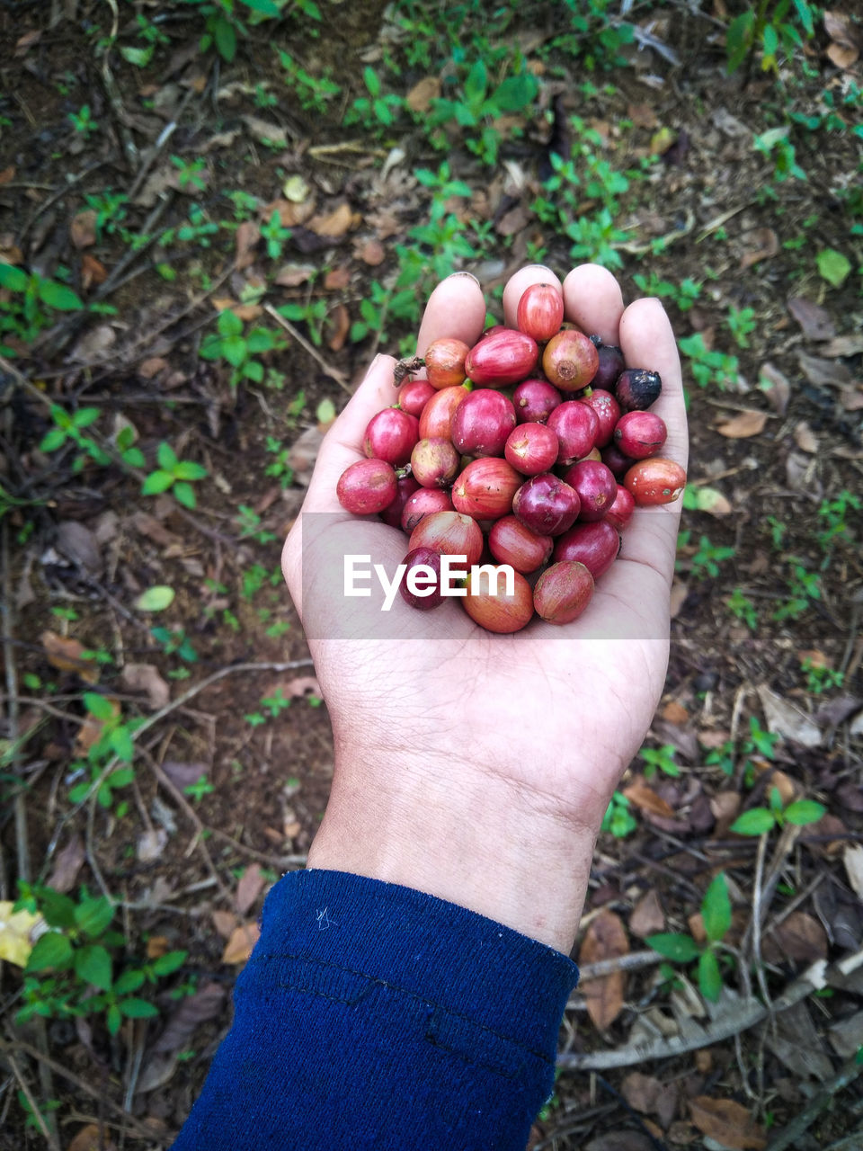 Coffee cup. coffee plantation. coffee beans background. coffee area landscape. lampung indonesia.