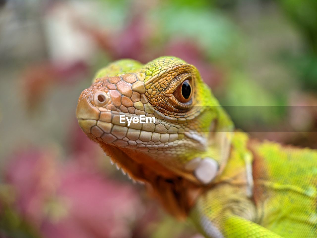 animal themes, animal, one animal, reptile, lizard, animal wildlife, wildlife, animal body part, iguana, close-up, no people, wall lizard, nature, macro photography, environment, animal head, dragon lizard, side view, common chameleon, iguania, outdoors, portrait, multi colored