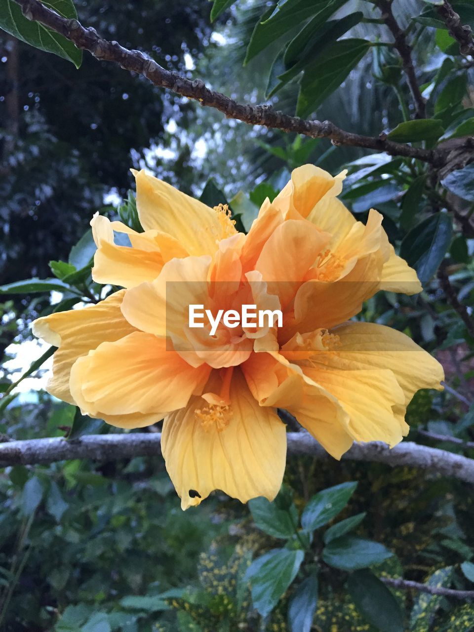 Low angle view of orange hibiscus