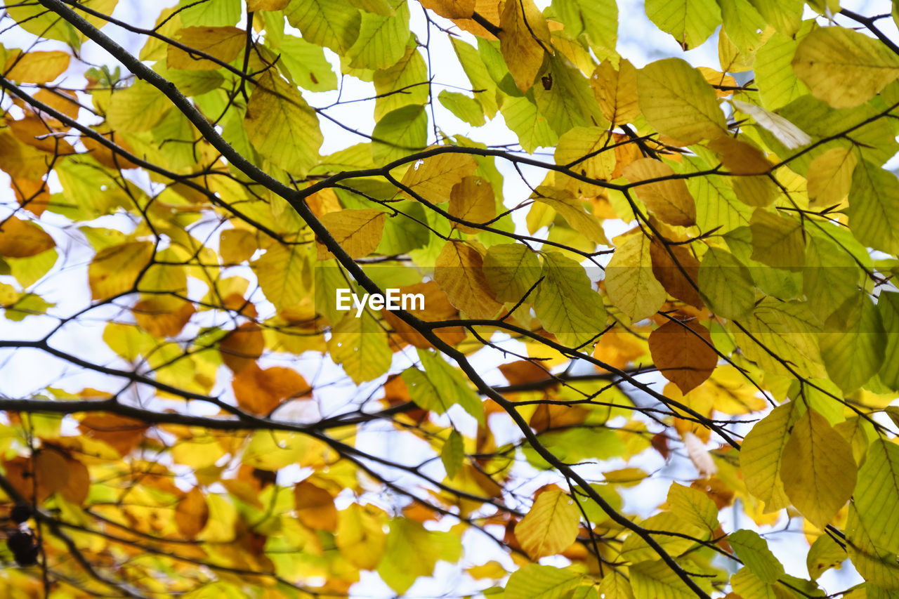 Autumn leaves before they fall Plant Low Angle View Yellow Growth Beauty In Nature Tree Branch Close-up Plant Part Flower Vulnerability  Flowering Plant No People Fragility Leaf Day Autumn Nature Focus On Foreground Freshness Outdoors Change Springtime Autumn colors