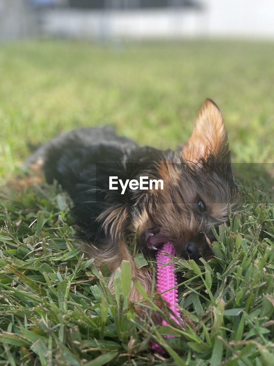 pet, one animal, animal themes, mammal, dog, animal, domestic animals, canine, grass, plant, terrier, yorkshire terrier, lap dog, nature, no people, young animal, puppy, carnivore, day, cute, portrait, outdoors, animal body part, green, front or back yard, close-up, field