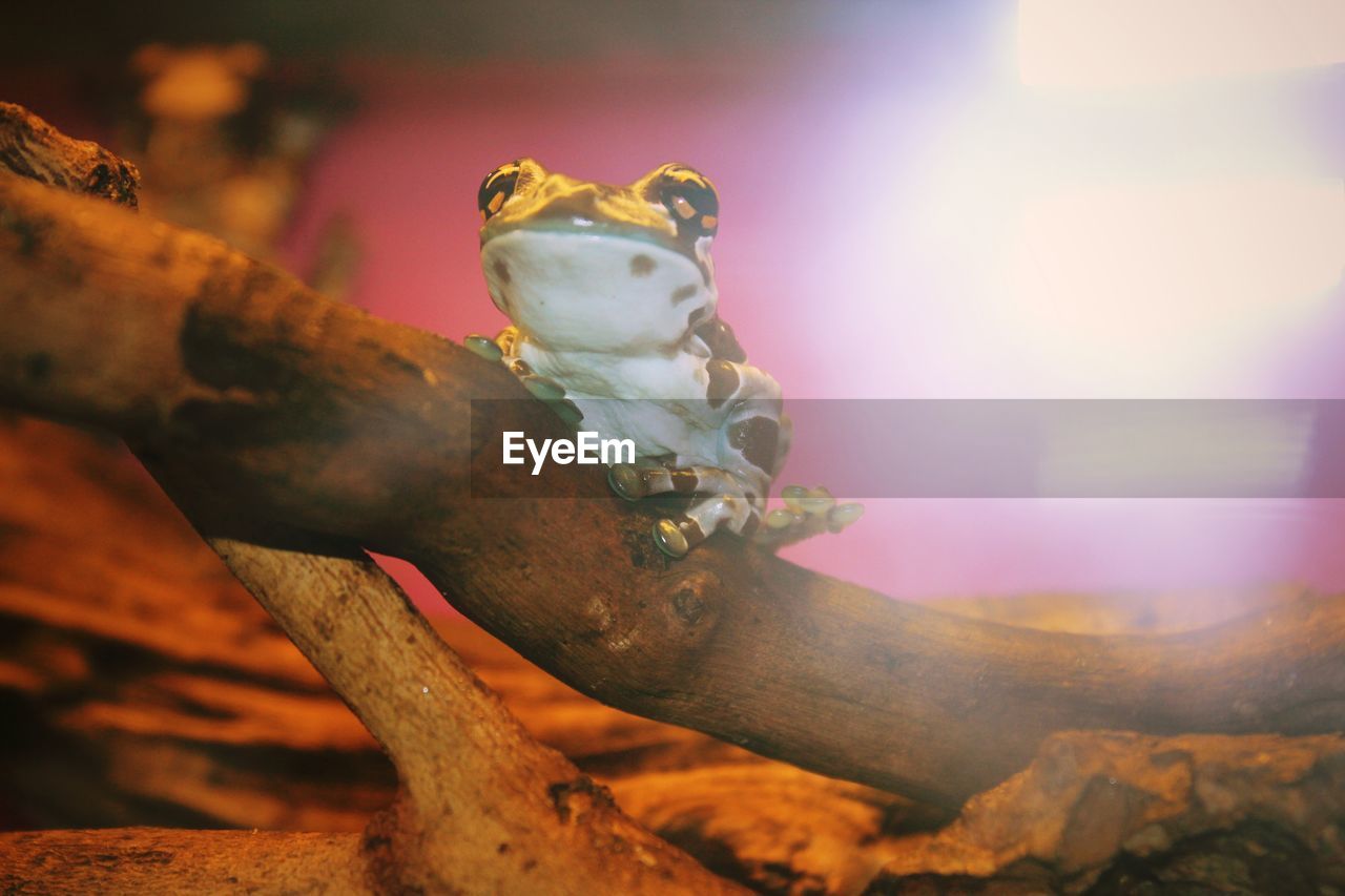 Close-up of a frog on tree branch