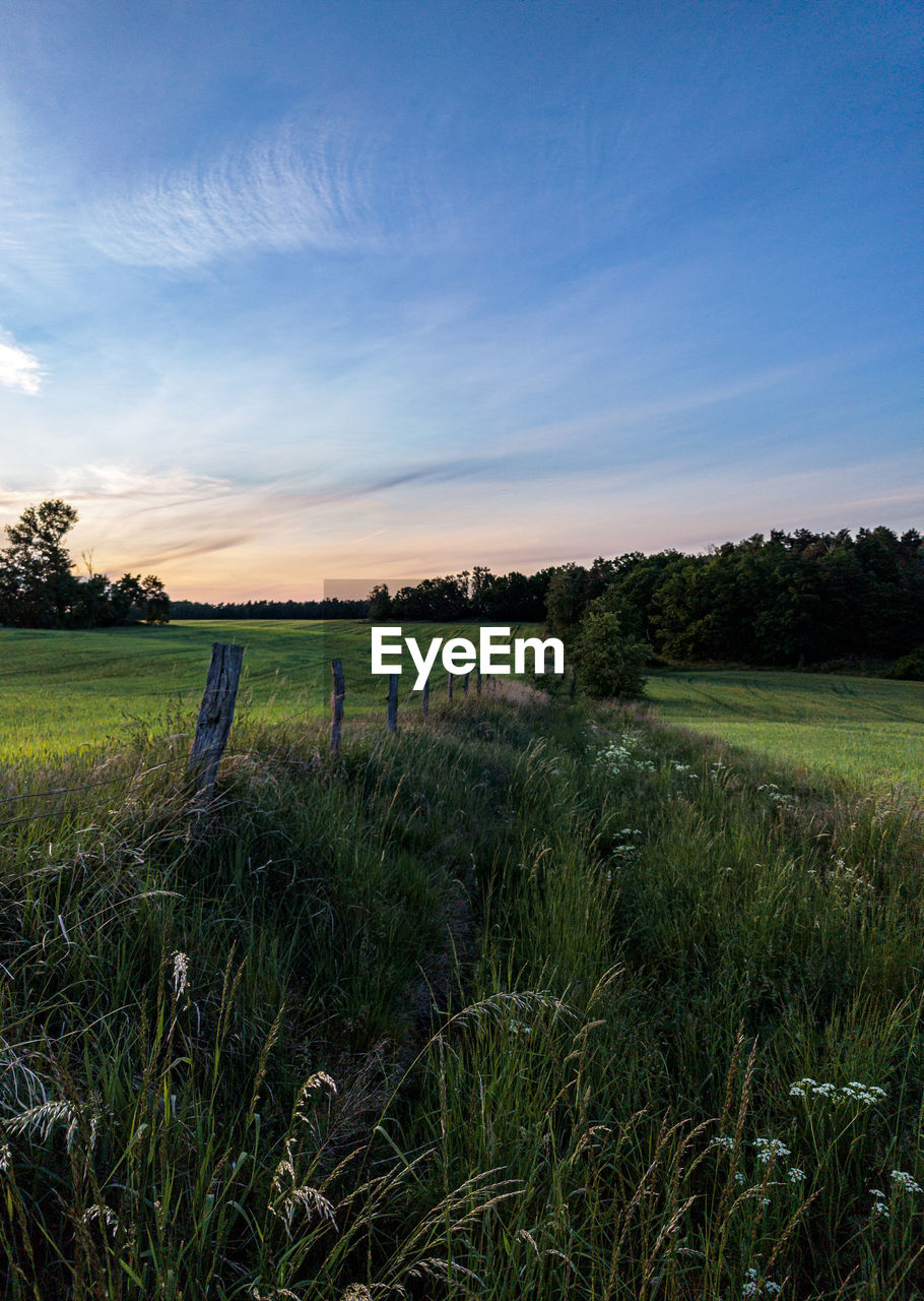 grass, plant, sky, nature, landscape, horizon, field, environment, land, natural environment, rural area, prairie, agriculture, rural scene, morning, cloud, scenics - nature, meadow, beauty in nature, tree, hill, grassland, no people, tranquility, plain, sunlight, growth, green, crop, tranquil scene, outdoors, farm, blue, pasture, marsh, food, reflection, flower, wetland, food and drink, non-urban scene