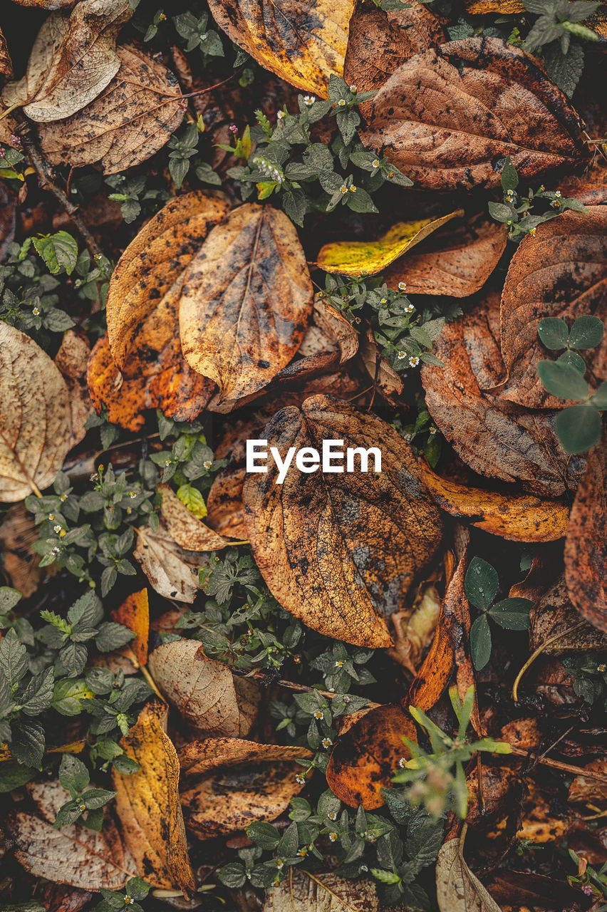 HIGH ANGLE VIEW OF DRY LEAVES ON LAND