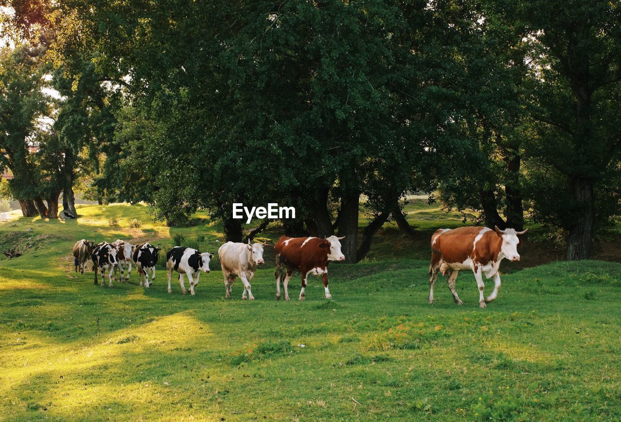 Cows on landscape