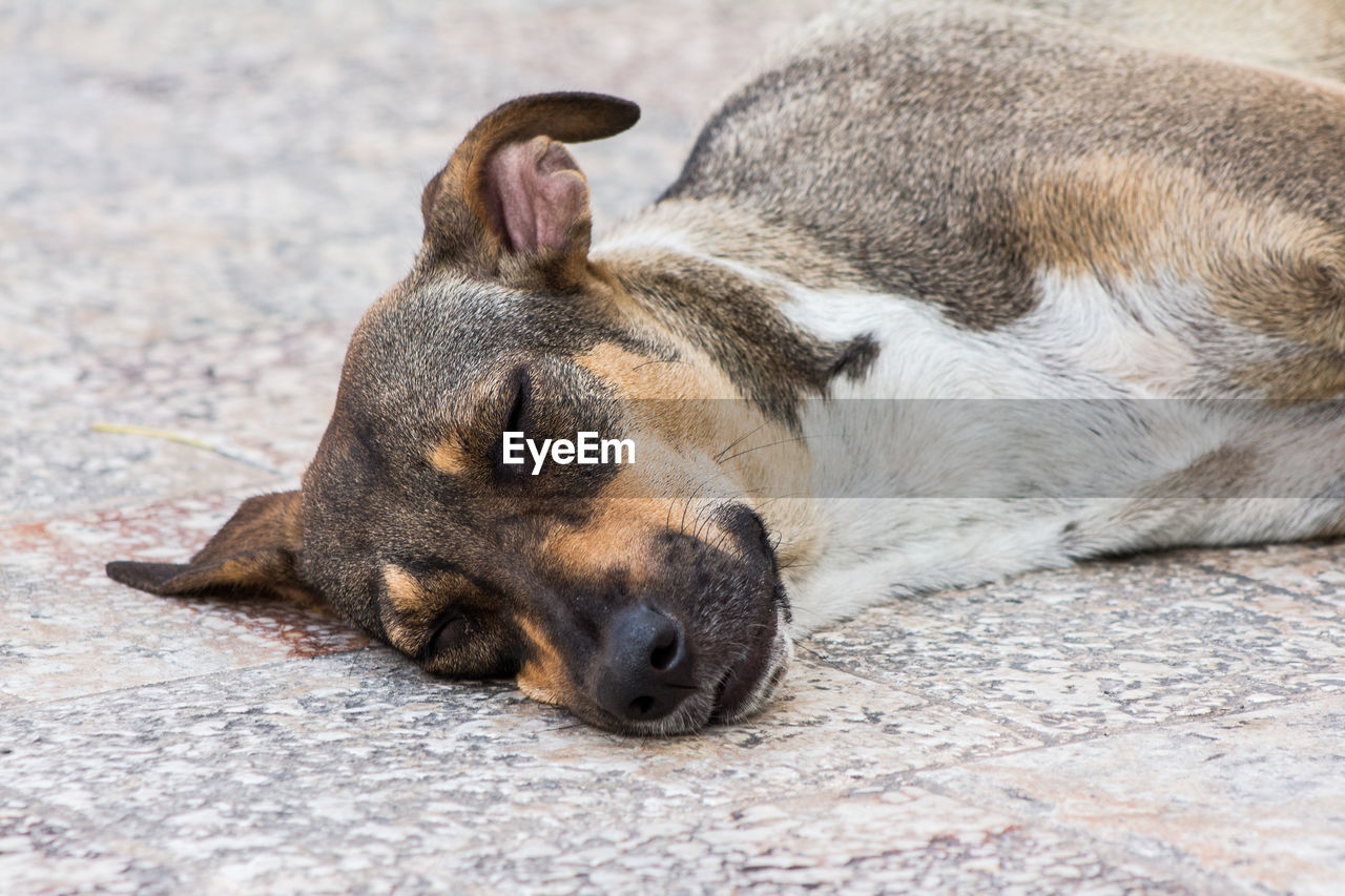 Close-up of a dog sleeping on footpath