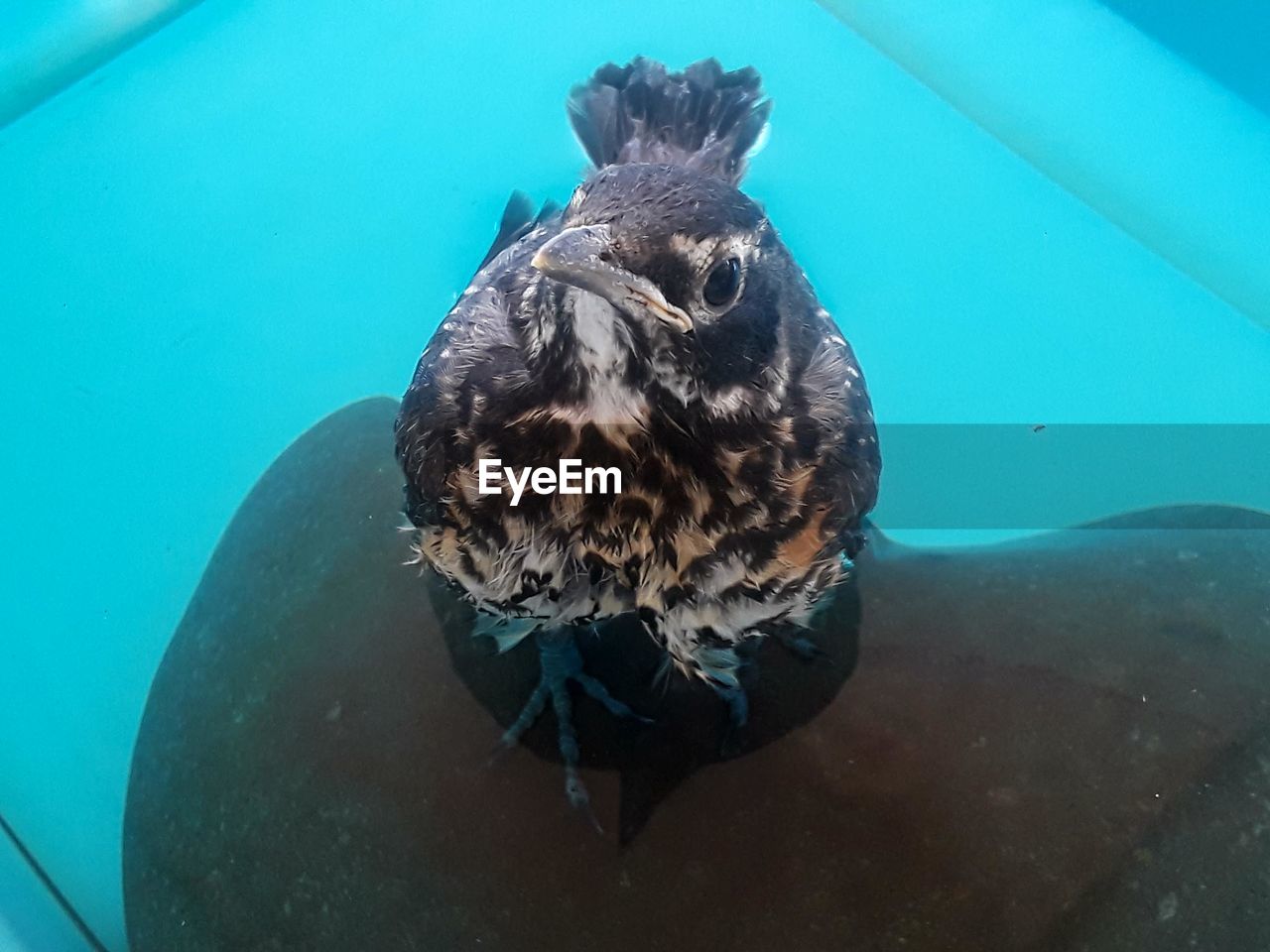 HIGH ANGLE VIEW OF DUCK SWIMMING IN SEA