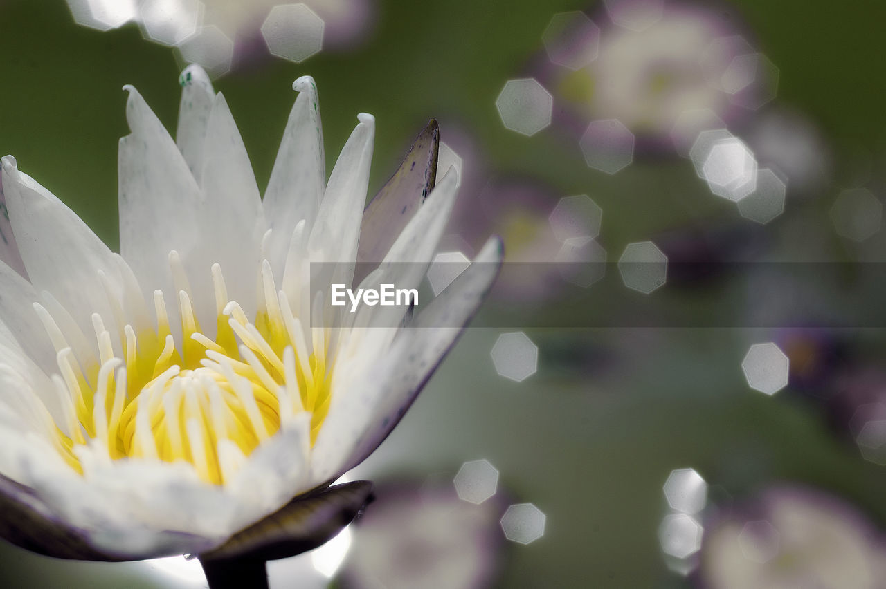 CLOSE-UP OF WHITE FLOWERING PLANT AGAINST BLURRED BACKGROUND