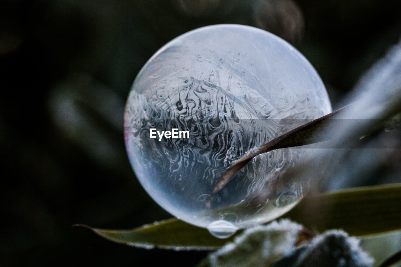 Close-up of bubble on plant during winter