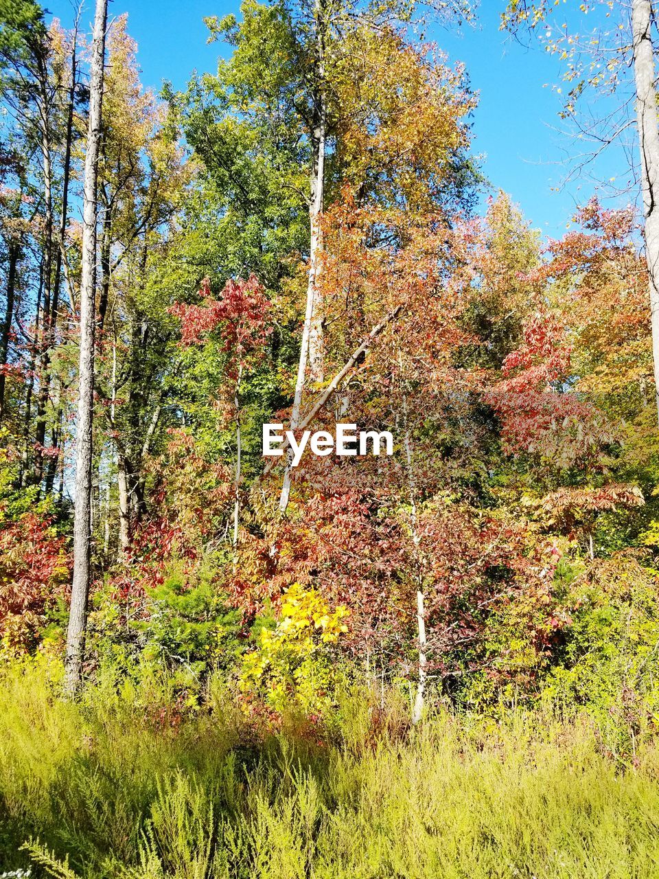 TREES IN FOREST DURING AUTUMN