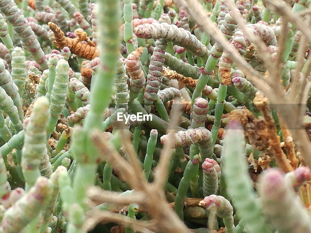 CLOSE-UP OF SUCCULENT PLANT