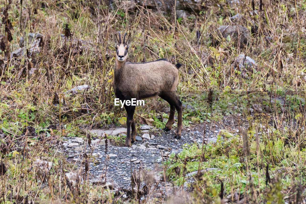 Deer standing on field