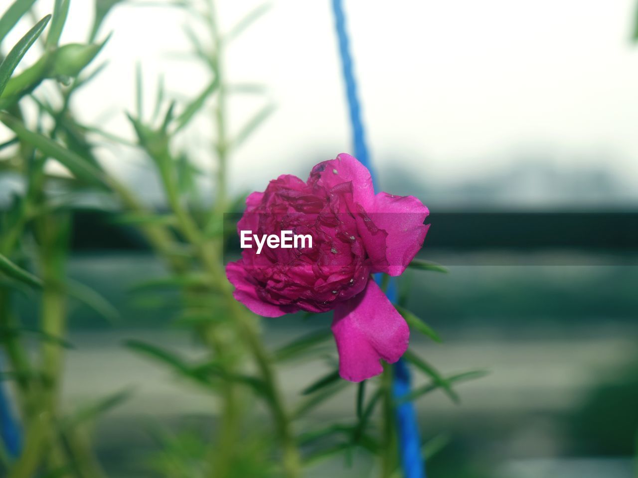 CLOSE-UP OF PINK ROSE AGAINST PLANTS