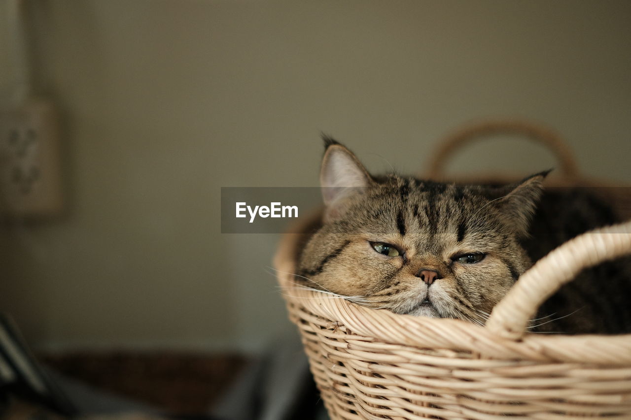 Close-up portrait of a cat