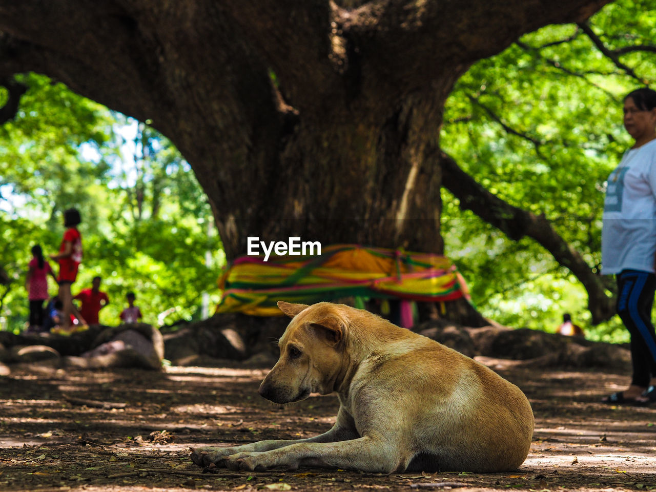 VIEW OF DOG AND TREE TRUNK