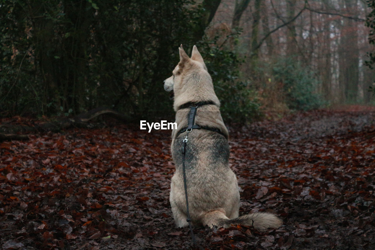 Sitting dog sitting in the forest 