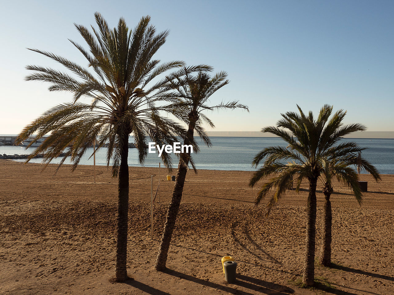 PALM TREE ON BEACH AGAINST CLEAR SKY