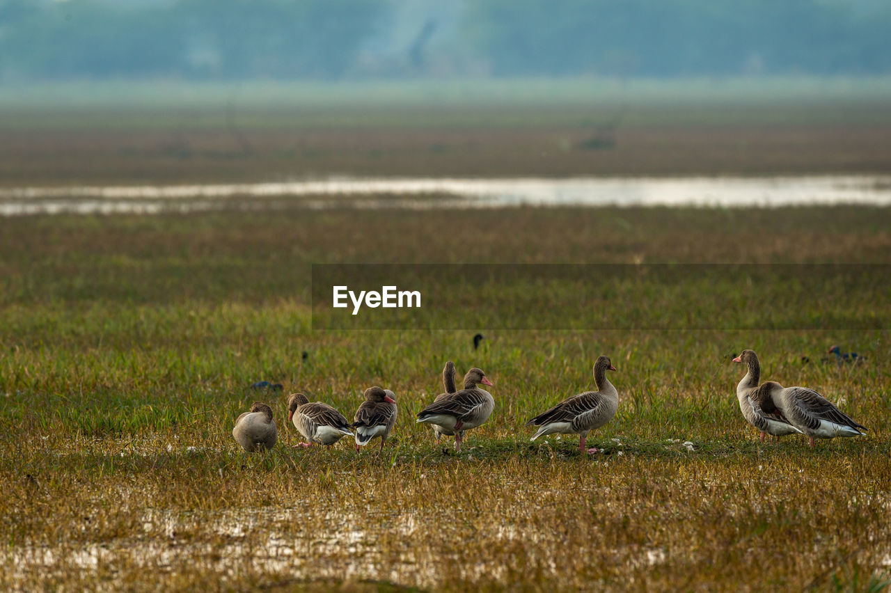 FLOCK OF BIRDS ON GRASS