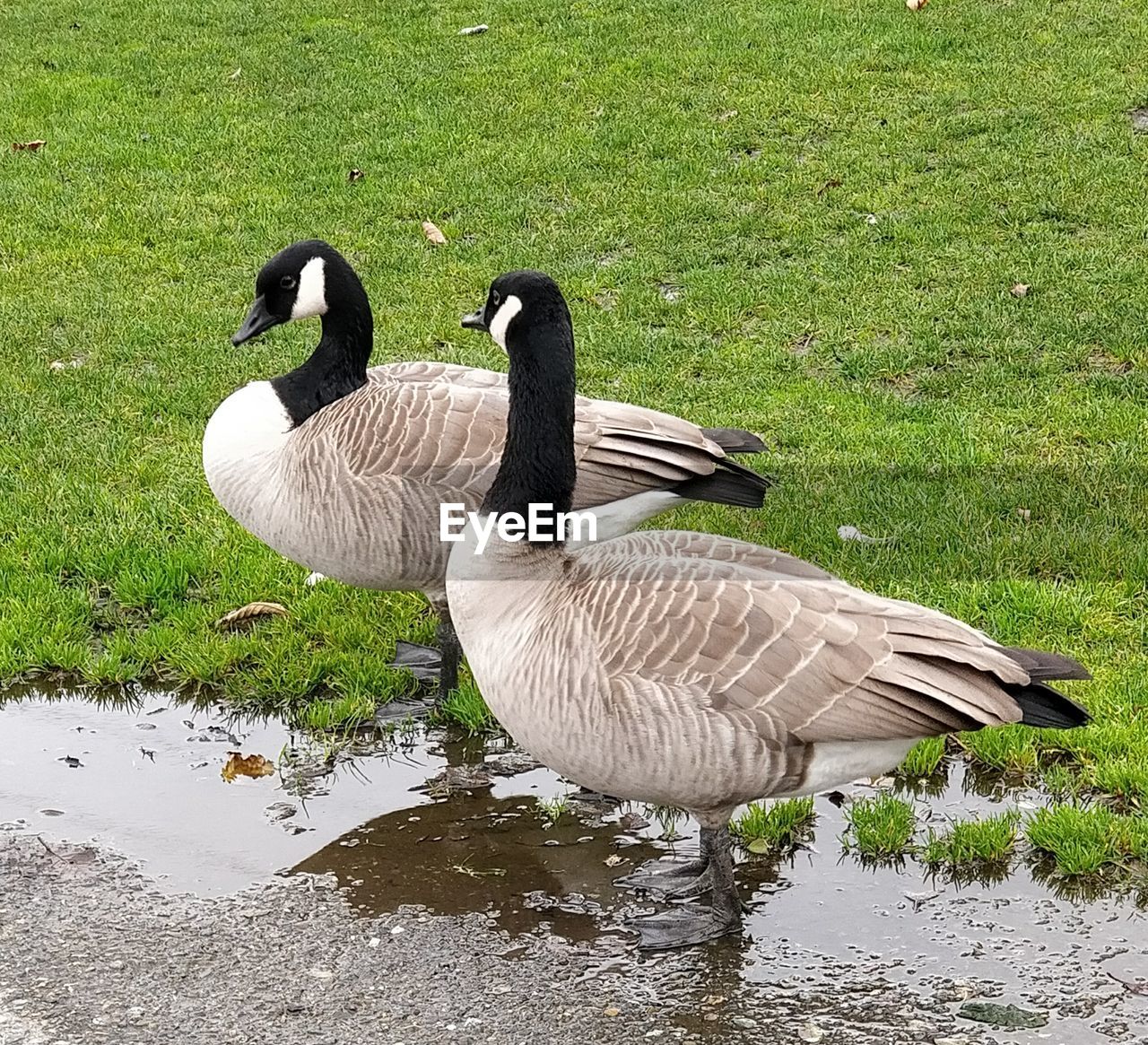 HIGH ANGLE VIEW OF BIRD IN LAKE