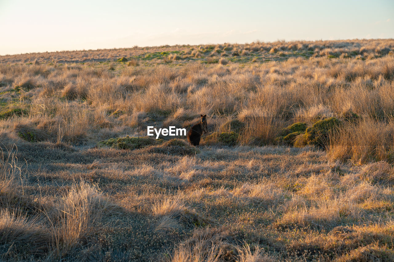 VIEW OF A FIELD