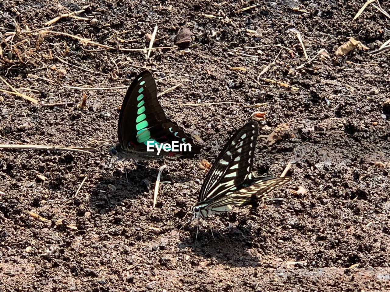 HIGH ANGLE VIEW OF BUTTERFLY ON THE GROUND