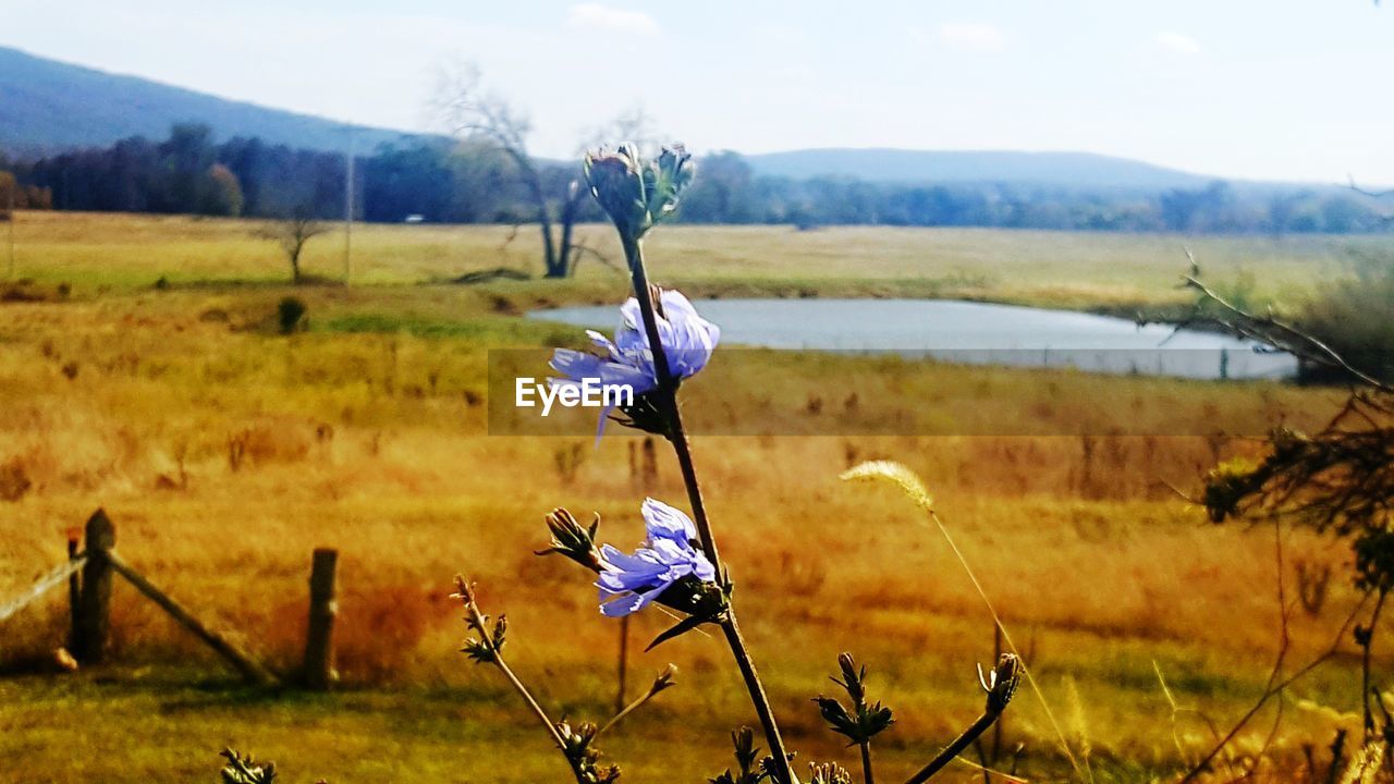 CLOSE-UP OF PURPLE FLOWERING PLANTS ON FIELD