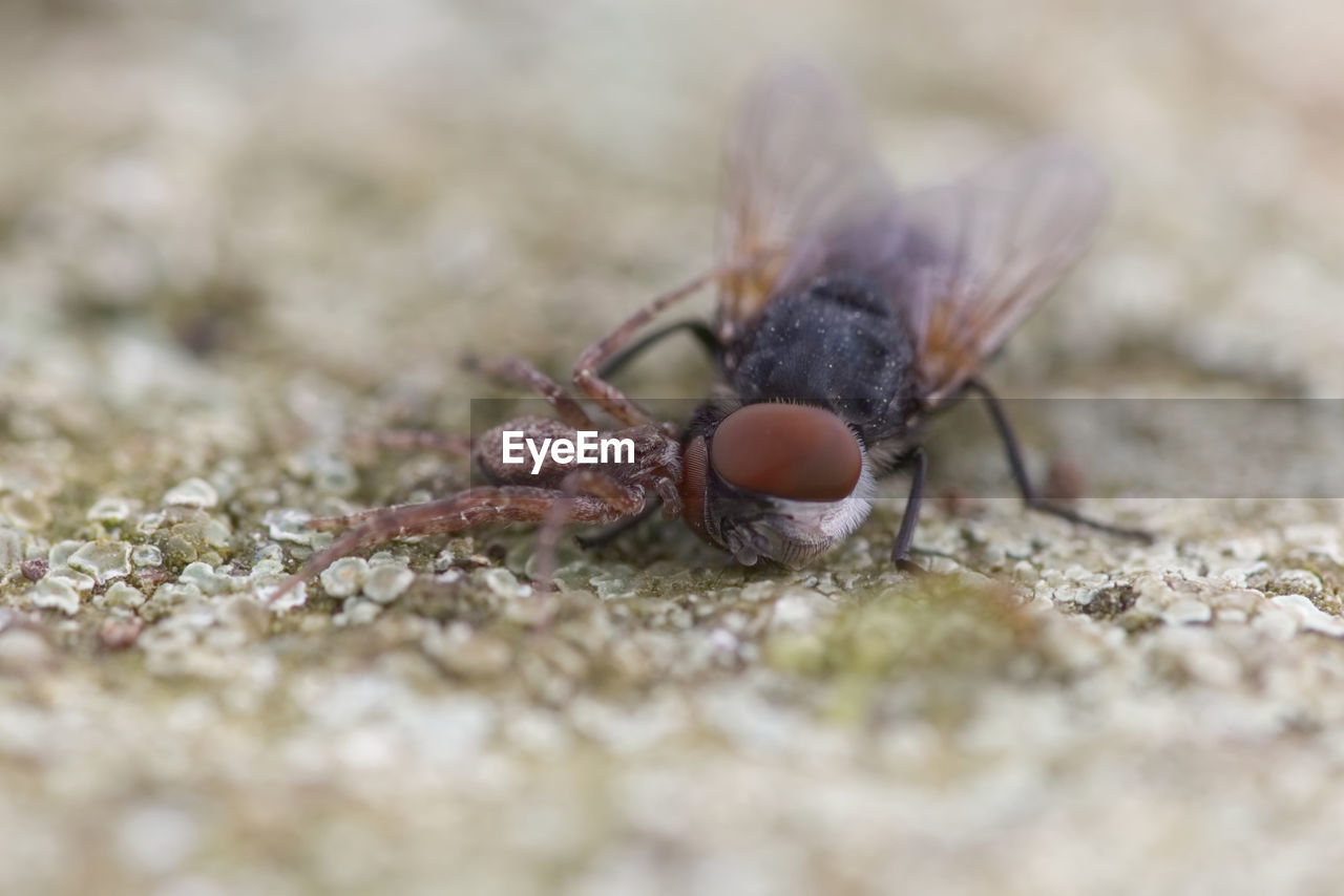 CLOSE-UP OF INSECTS ON ROCK