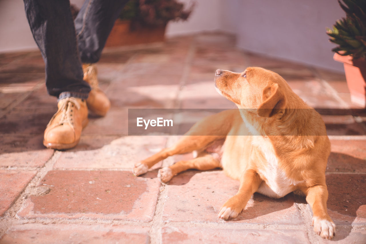 A dog lying down and looking up at its owner - frigiliana, a white city in andalusia, spain