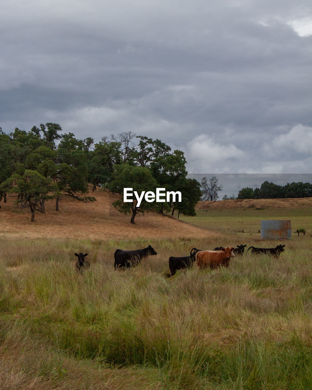 VIEW OF SHEEP ON FIELD