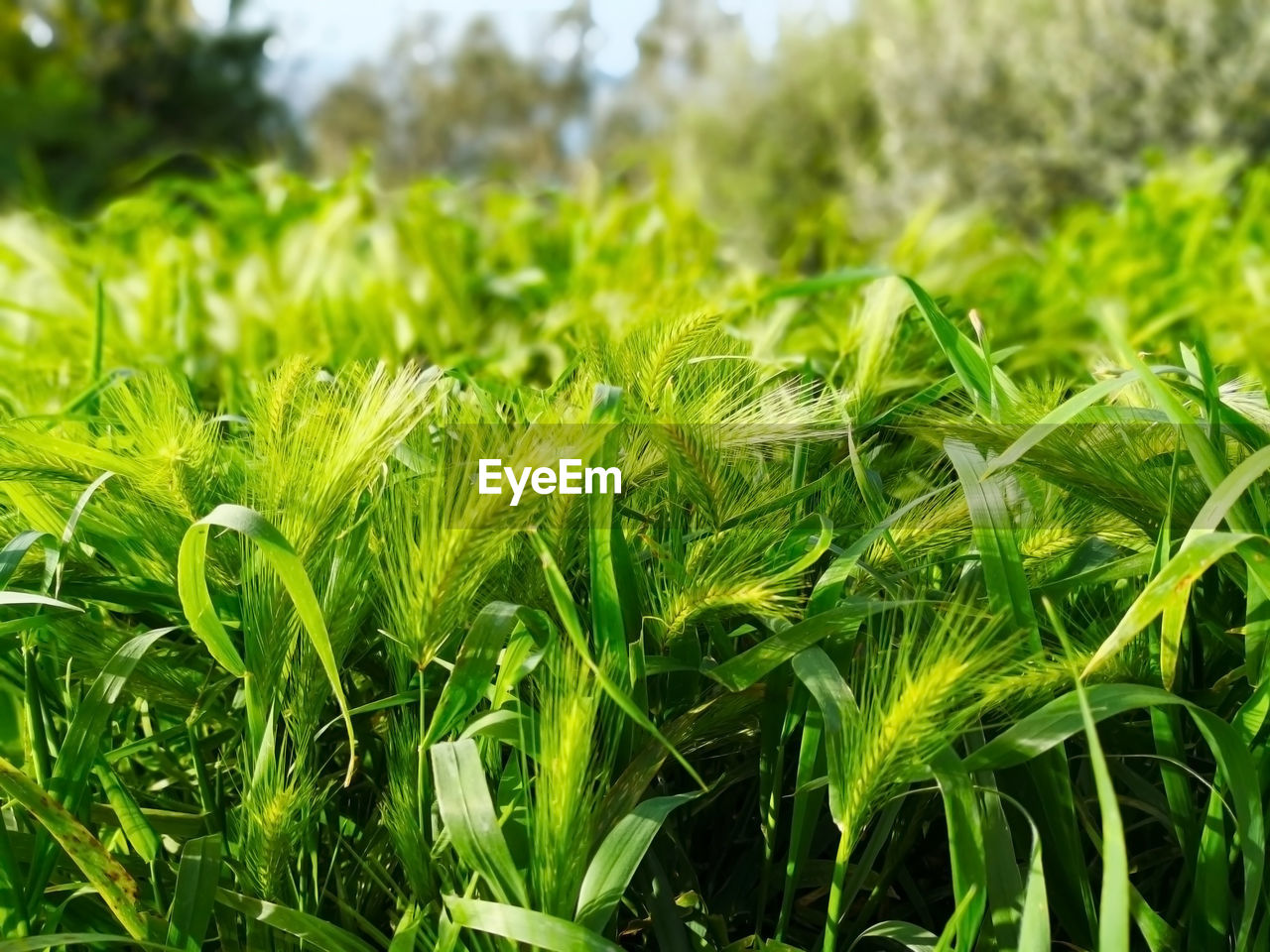 CLOSE-UP OF FRESH GREEN PLANTS ON FIELD