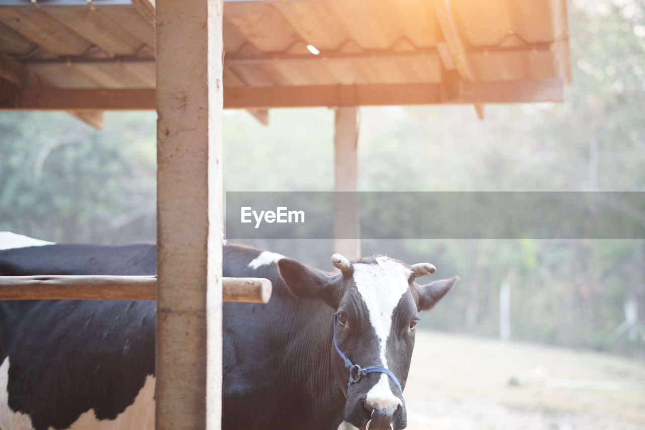 COW IN SHED