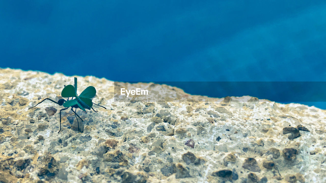 CLOSE-UP OF CRAB ON THE SEA